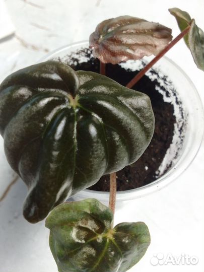 Пеперомия Ника черный ворон