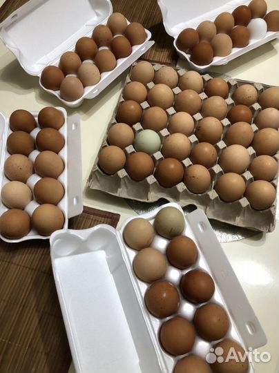 Домашние куриные яйца
