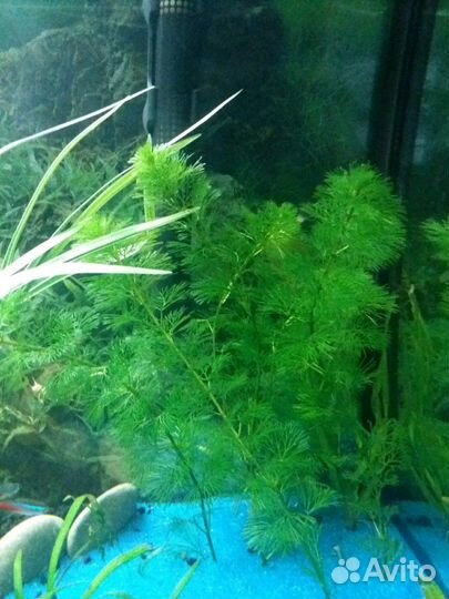 Аквариумные растения, удобрения, грунт, проппант