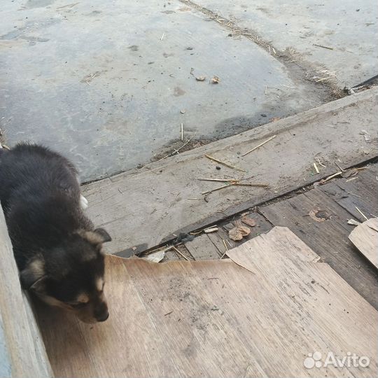 Породу незнаю