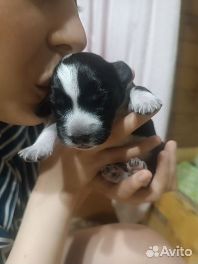 Кокер спаниель