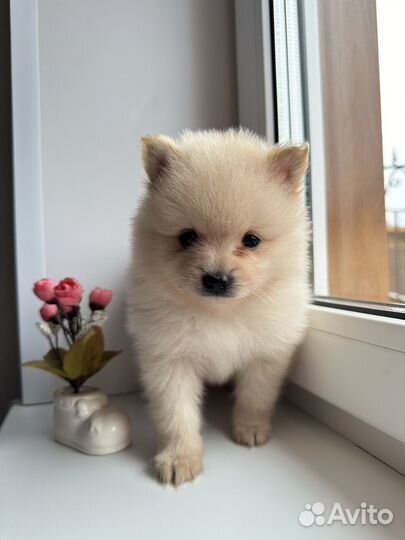 Щенки шпица