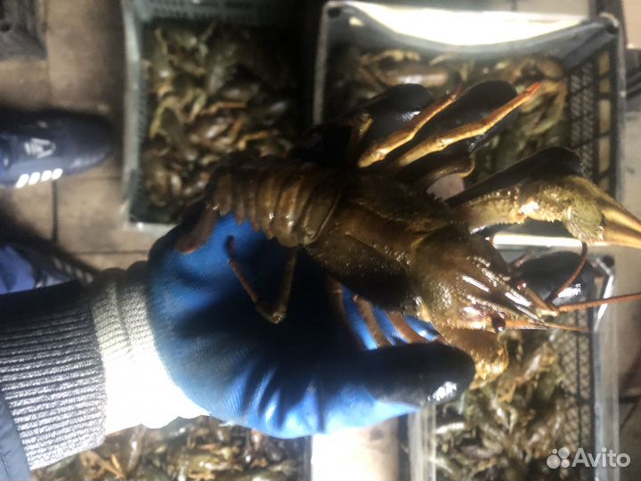 Раки волжский