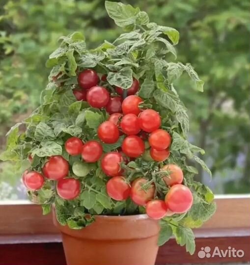 Рассада балконных помидор черри