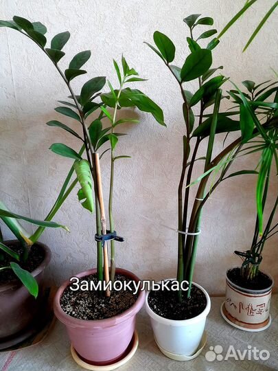 Растения для офиса, кафе, большого дома