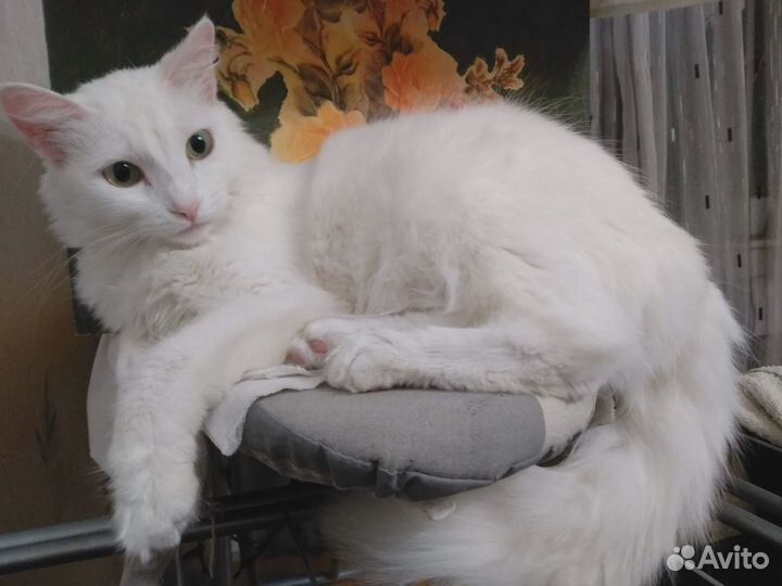 Отдам Ангорскую кошку в хорошие руки