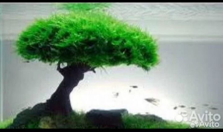 Мох анкор, мох риччия