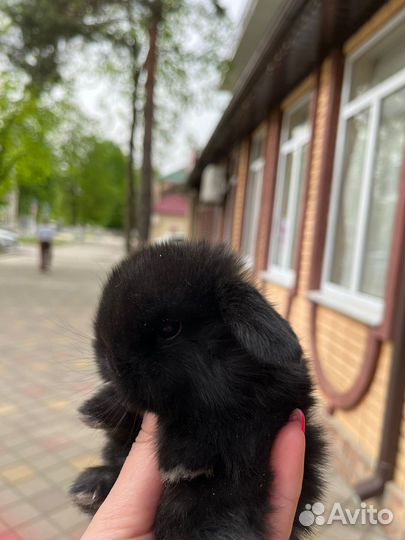Кролик минилоп