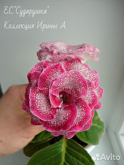 Детки Глоксиний