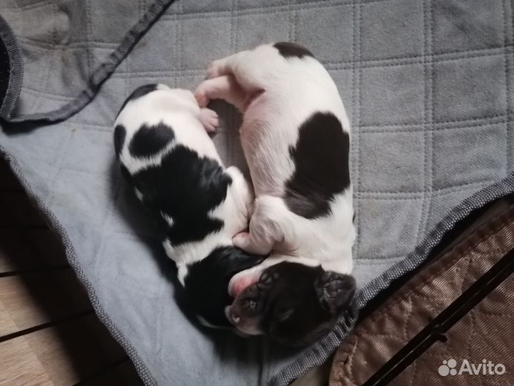 Русский спаниель