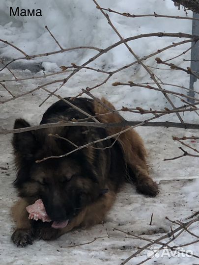 Щенок немецкой овчарки