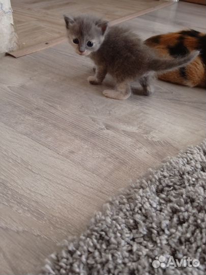 Котята