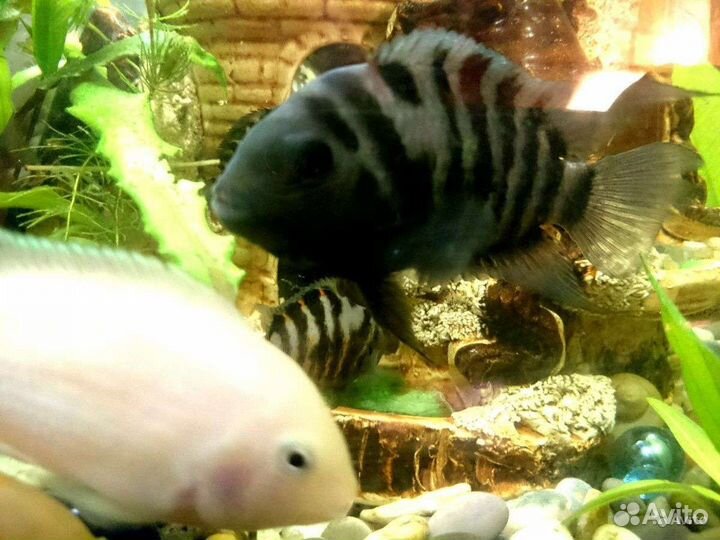 Рыбки цихлиды