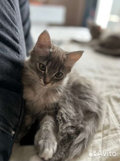 Кошка
