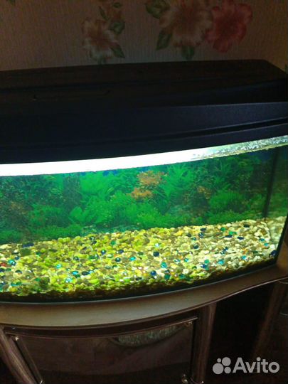 Аквариум