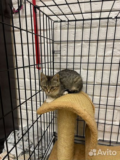 Кошка в дар бесплатно