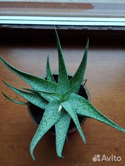 Суккуленты