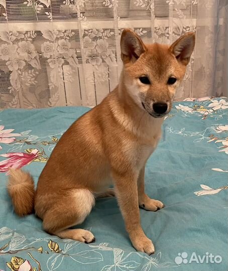 Щенок Сиба ину