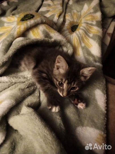 Котенок в дар