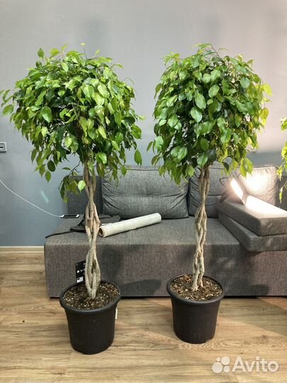 Фикус бенджамина плетеный 150см