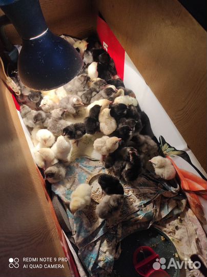 Цыплята несушки