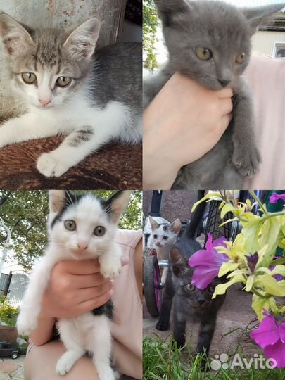 Котята в добрые руки