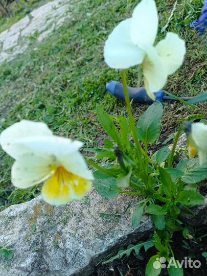 Сортовые фиалки цветущие