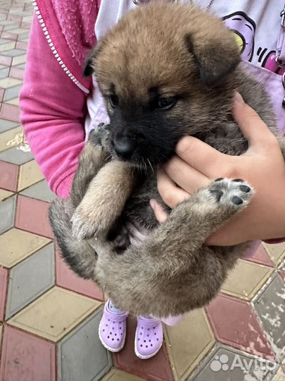 Щенки акита ину