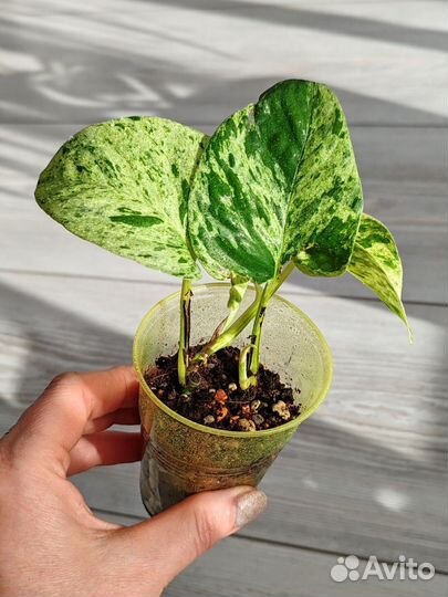 Сциндапсус marble Queen марбл квин