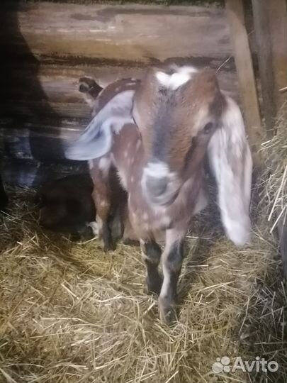 Англо нубийский козлики