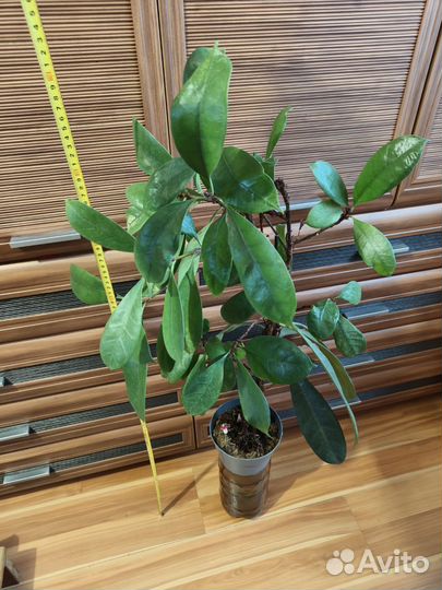 Домашние растения