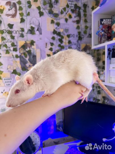 Декоративная крыса