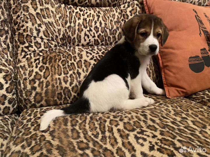 Щенки метисы бигля бесплатно