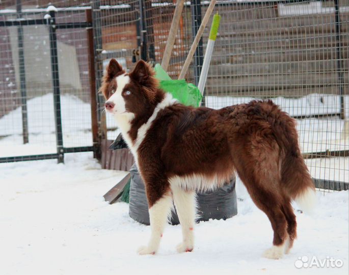 Якутская лайка