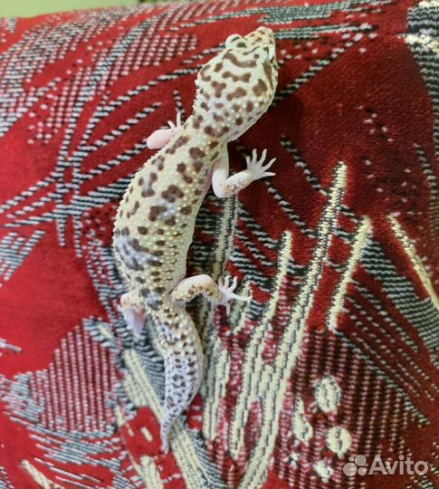 Геккон эублефар