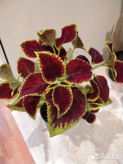 Колеусы вегетативные