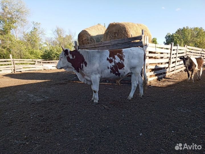 Бык на племя Симентвл