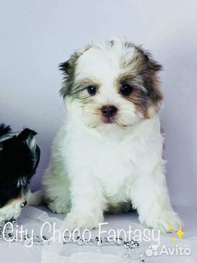 Шоколадный йорк девочка