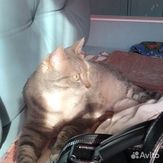 Кот