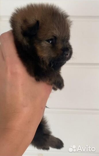 Померанский шпиц мини