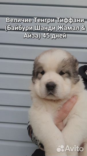 Продажа щенков алабая