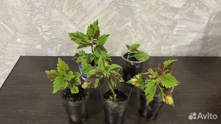 Колеус Аватар и др