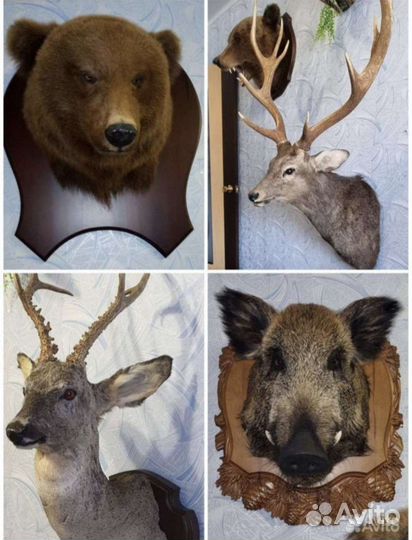 Таксидермия