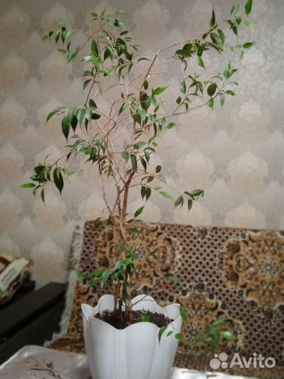 Фикус бенджамина