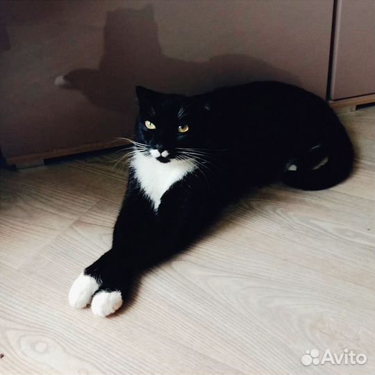 Кот Партос в дар, 1 год