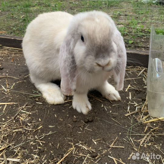 Кролик французский баран