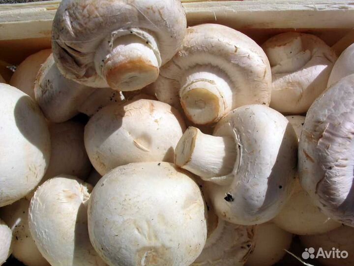 Сортировщики вахта Обнинск