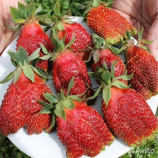 Земклубника Купчиха