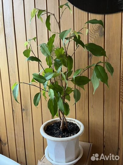 Фикус бенджамина