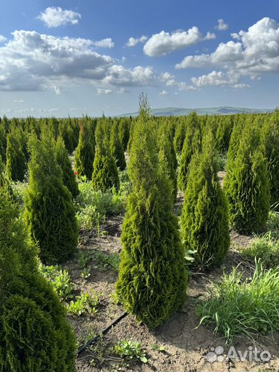 Туя смарагд